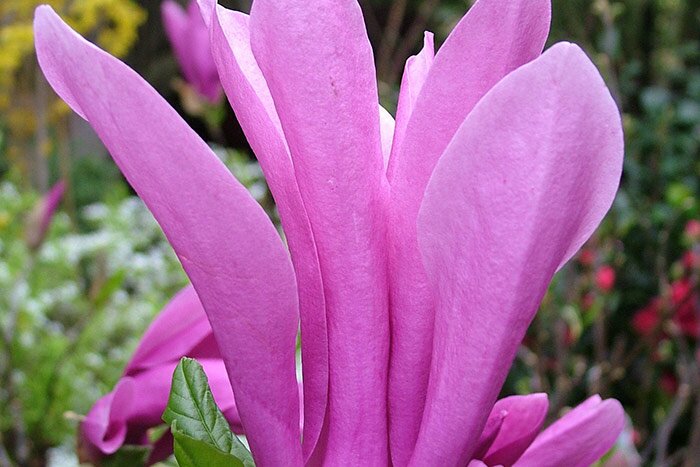 PRODUCTEUR, JARDINERIE ET CENTRE DE SERVICES POUR EMBELLIR VOTRE JARDIN EN ISÈRE 